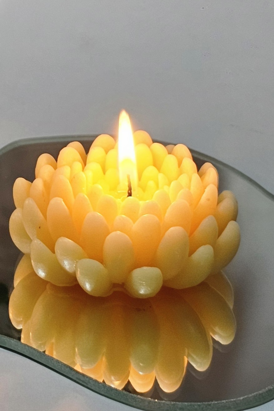 شمع گل داوودی